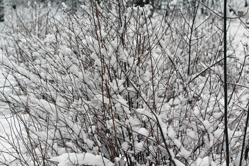 Winter forest, snow, trees in the snow, frost, beautiful, forest snowy road