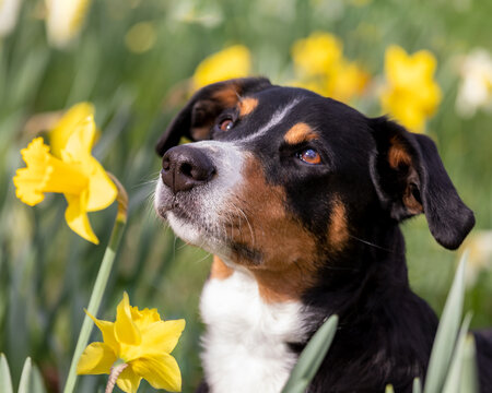 dog portrait in the spring field of yellow daffodils