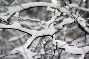 Winter forest, snow, trees in the snow, frost, beautiful, forest snowy road