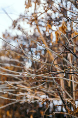 water drops on branches in Spring Thaw