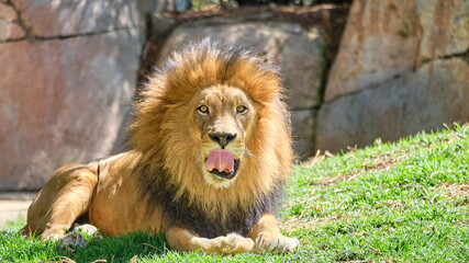 Obraz premium Hungry Lion Lick Chops