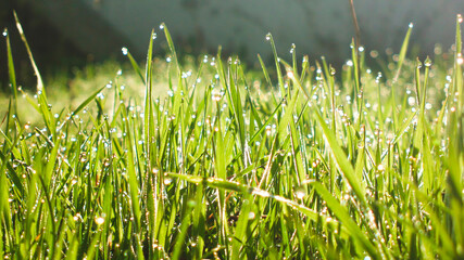 Green, fresh grass after the rain.