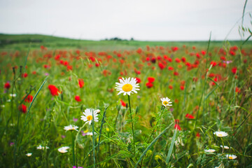 Daisies on a poppy field.