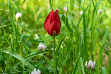 Wild Tulip in an early spring morning in a park near Kokhav Yair, Israel. 