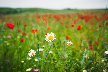 Daisies on a poppy field.