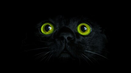 Black cat with green eyes on a black background. Close-up of a cat's eyes. Frightened animal.
