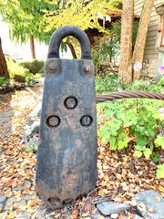 Antique rusty iron pulley used as a decorative item. This old logging equipment show its charming retro character in the garden. It always catches your eyes.