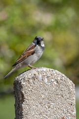 cute sparrow sitting on a stone