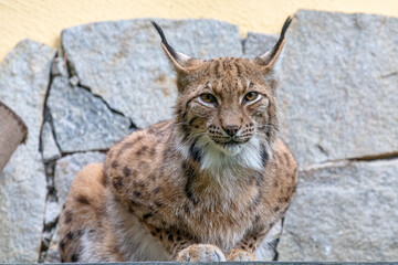 wild cat waiting for food in front of rocks