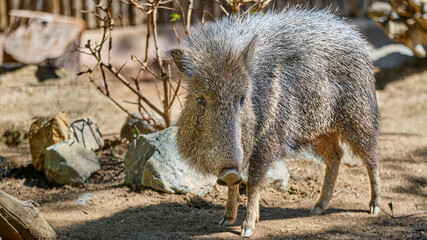 Chacoan Peccary Tagua Pig Boar © Curtis
