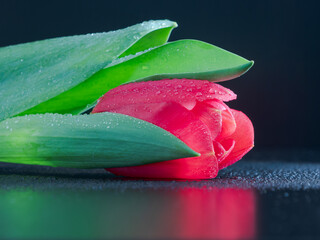 Red tulip on the dark table sideview closeup in the rays of sun