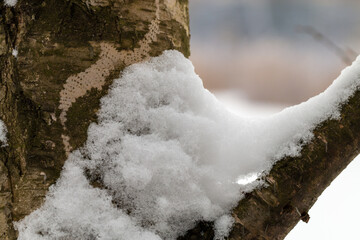 forest in winter