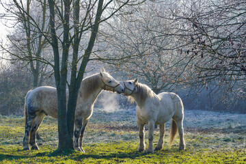 Animal ferme cheval 21