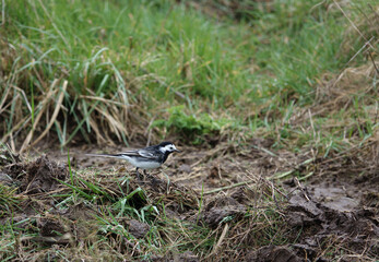 a pied wagtail searching for food amongst the muddy grassland
