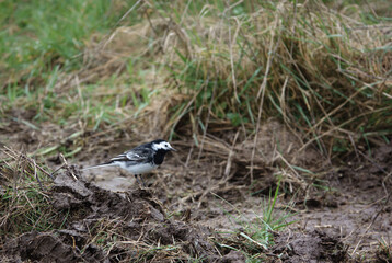 a pied wagtail searching for food amongst the muddy grassland