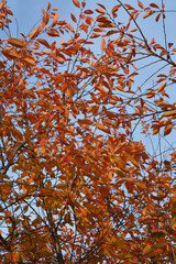 Colorful orange leaves of cherry tree in autumn