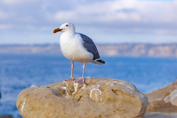 seagull stand on the beach