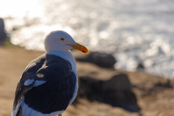 seagull stand on the beach
