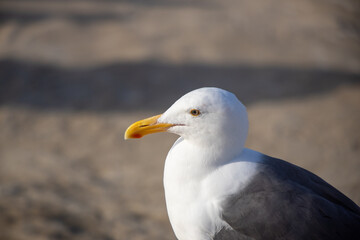 seagull stand on the beach