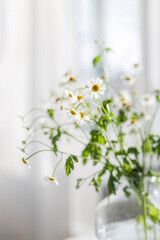 Bouquet of chamomile in a glass vase on light gray background in sunny day.
