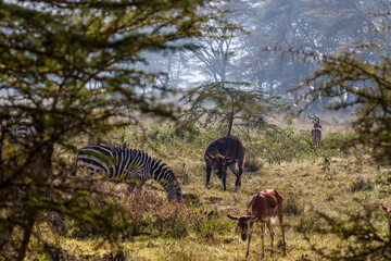Clairière au lac Nakuru