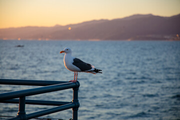 Seagull stand on Santa Monica Pier 