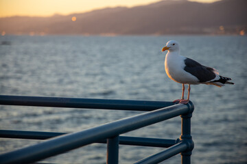 seagull on pier