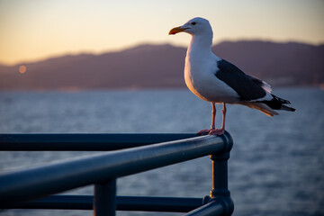 seagull on the pier