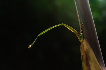 Bamboo stem and leaves. Bamboo leaf with water drop. Nature background.