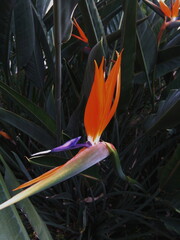 Fototapeta na wymiar bird of paradise flowers