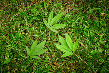 Cannabis leaves on the grass, plant close-up, marijuana	
