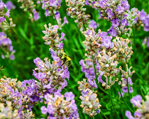 Bee getting pollen from a lavender blossom