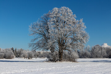 Sachsendorfer Wiesen, Winter, Cottbus, Brandenburg, Germany