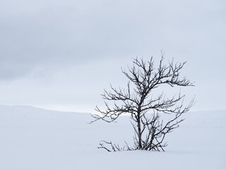 Fototapeta na wymiar Single small tree on snow background. Solitude in white
