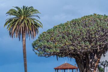 1000 years old Drago tree at Icod de los Vinos, Tenerife, Canary islands, Spain