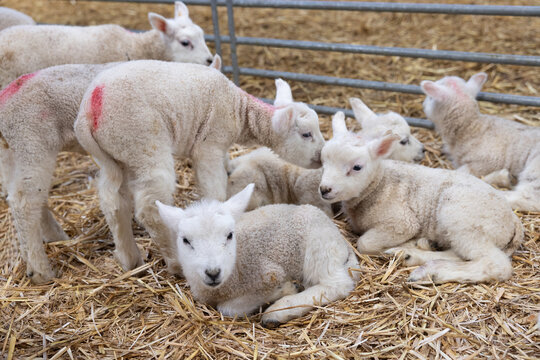 Flock of newborn little lambs in Dutch barn