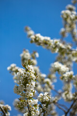 Branches of blossoming cherry with soft focus .