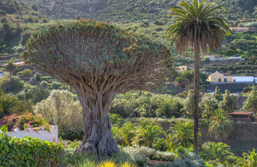 1000 years old Drago tree at Icod de los Vinos, Tenerife, Canary islands, Spain