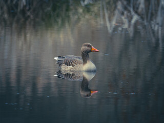 close up of a gray goose swimming on calm water
