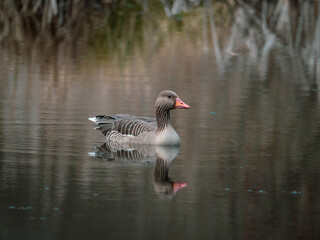 Fototapeta premium close up of a gray goose swimming on calm water
