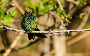 Glittering-bellied Emerald