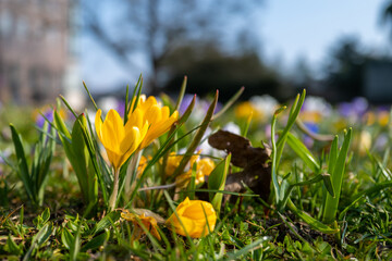 some Crocuses bloom in spring on a green meadow