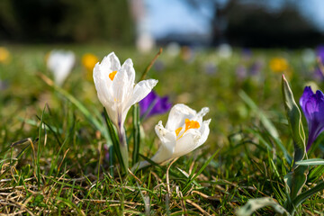 some Crocuses bloom in spring on a green meadow