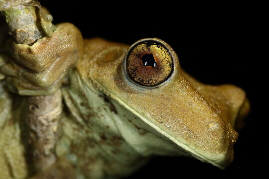 "Hypsiboas fasciatus o Hyla fasciata, es una especie de anfibios de los Hylidae", Reserva Nacional de Tambopata, Madre de Dios.