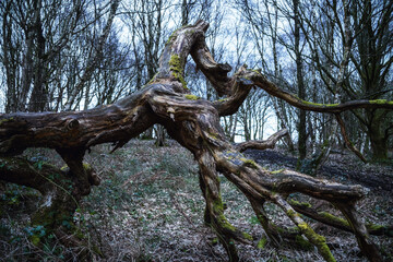 twisted fallen tree in the winter woodland