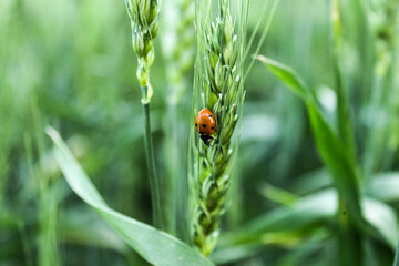 ladybug on leaf