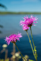 The black cornflower on the shore of a blue lake on a summer sunny day