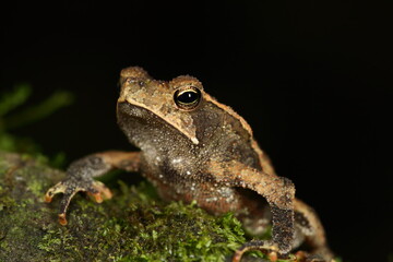 Bufo typhonius the skin on the dorsum is roughened, with or without scattered tubercles or the neural spines of the vertebrae protruding through the skin on the back; the skin on the venter is granula
