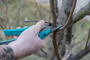 Gardening in spring, pruning fruit trees with garden shears.