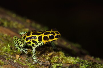 Ranitomeya variabilis from the Cainarachi Valley in high jungle Peru. 
